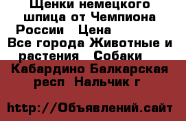 Щенки немецкого шпица от Чемпиона России › Цена ­ 50 000 - Все города Животные и растения » Собаки   . Кабардино-Балкарская респ.,Нальчик г.